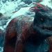Red Dinosaur on a frozen lake that swims in cold water